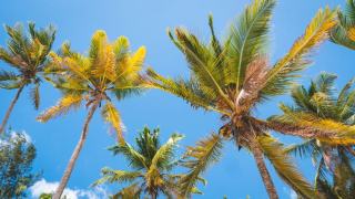 Guadeloupe ou Martinique, quelle île choisir en premier ?
