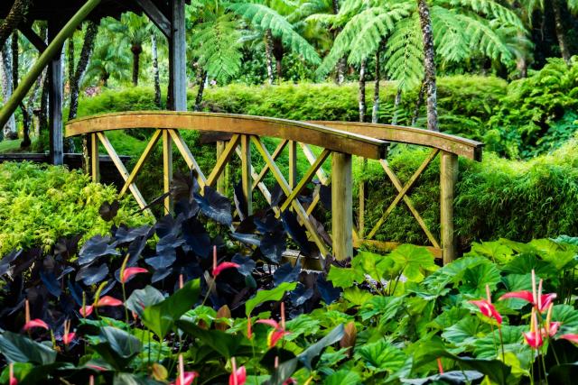 Jardin botanique de Deshaies, deux heures de visite et le reste de l'après-midi Jardin botanique de Deshaies, deux heures de visite et le reste de l'après-midi