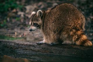 Marie-galante carte : Ã®le de Marie-Galante, guide et carte