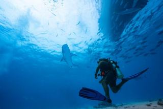 Requin citron guadeloupe en Guadeloupe : tout savoir