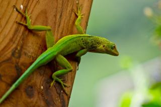 Sejour guadeloupe pas cher Guadeloupe : guide