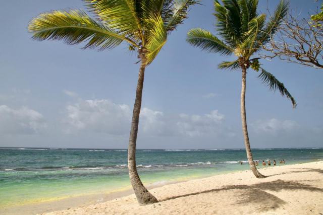 Météo en Guadeloupe : tout savoir sur goyave