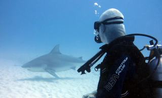 Requin citron guadeloupe : plage de Guadeloupe