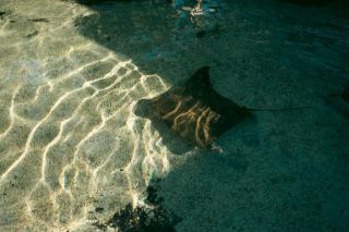 Aquarium guadeloupe en Guadeloupe : eau turquoise et sable fin